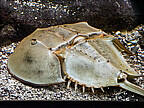 Lebendes Exemplar des Atlantische Pfeilschwanzkrebs (Limulus polyphemus) im Aquarium